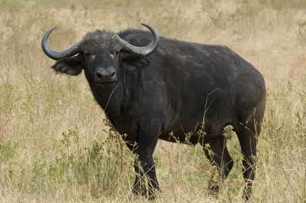 55 - Kenia - Bufalo africano - reserva nacional de Masai Mara